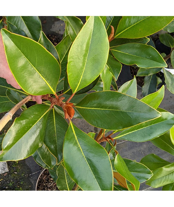 Magnolia grandiflora Kay Parris (12lt)