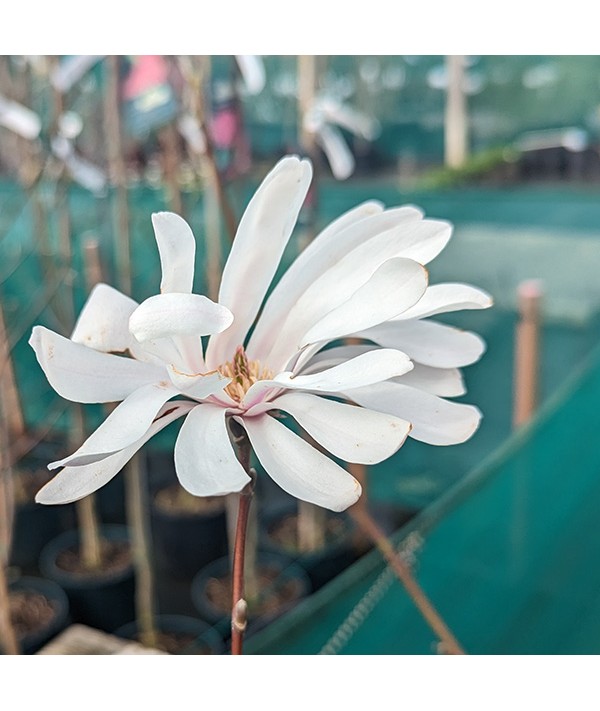 Magnolia kobus (12lt)