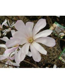 Magnolia x loebneri Leonard Messel (15lt)