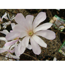 Magnolia x loebneri Leonard Messel (15lt)