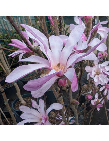 Magnolia x loebneri Leonard Messel (15lt) Magnolia x loebneri Leonard Messel (15lt)