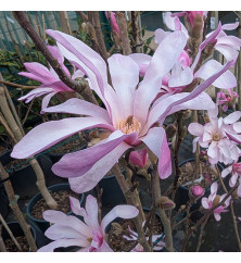 Magnolia x loebneri Leonard Messel (15lt)