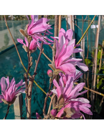 Magnolia x loebneri Leonard Messel (15lt) Magnolia x loebneri Leonard Messel (15lt)