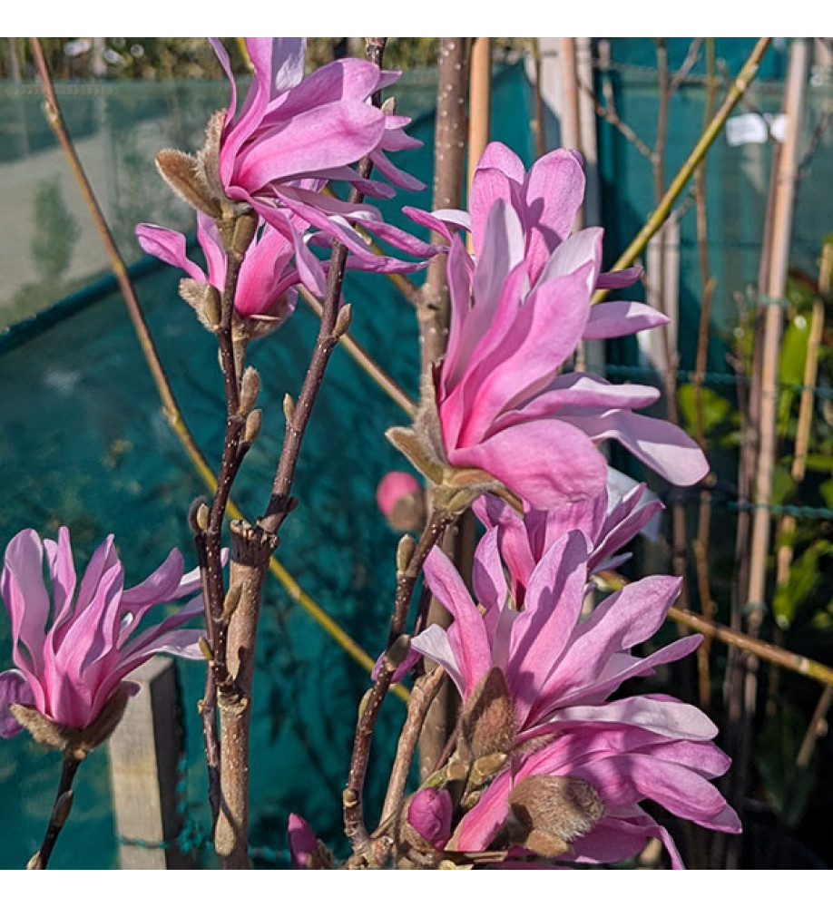 Magnolia x loebneri Leonard Messel (15lt) Magnolia x loebneri Leonard Messel (15lt)