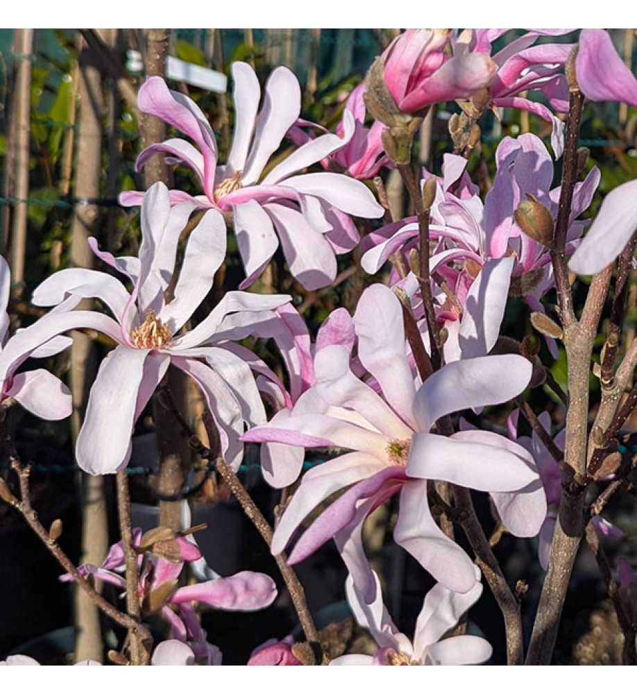 Magnolia x loebneri Leonard Messel (15lt) Magnolia x loebneri Leonard Messel (15lt)