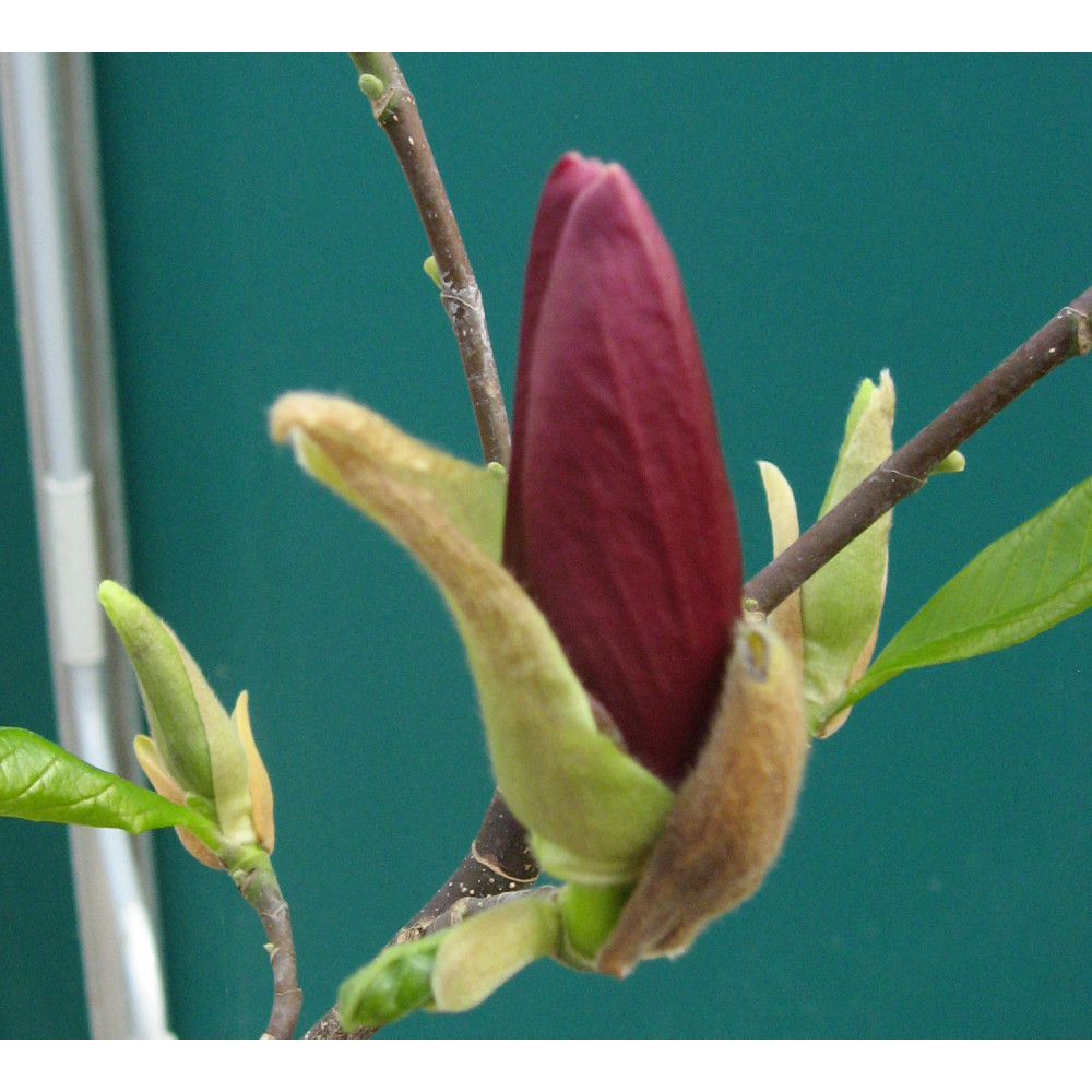 Magnolia liliflora Nigra (15lt) Magnolia liliflora Nigra (15lt)