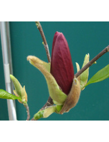 Magnolia liliflora Nigra (15lt)