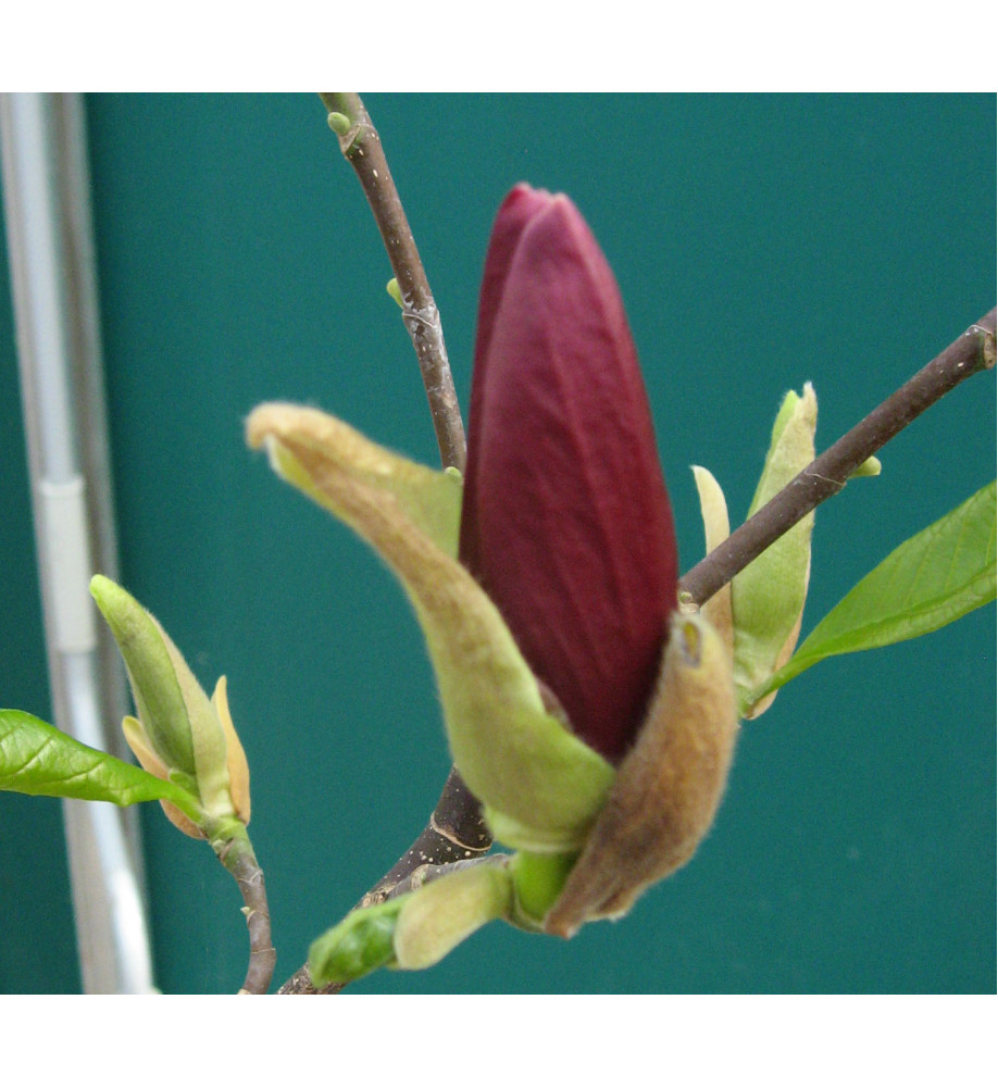 Magnolia liliflora Nigra (15lt) Magnolia liliflora Nigra (15lt)