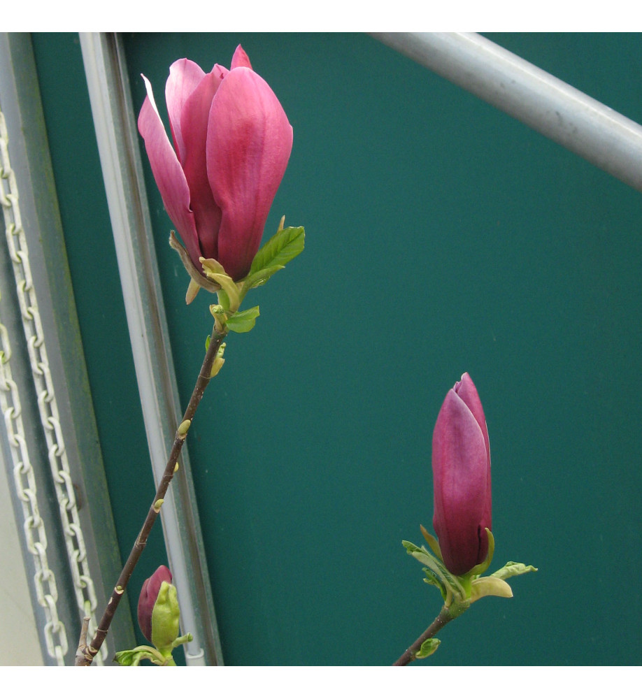 Magnolia liliflora Nigra (15lt) Magnolia liliflora Nigra (15lt)