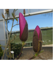 Magnolia liliflora Nigra (15lt)