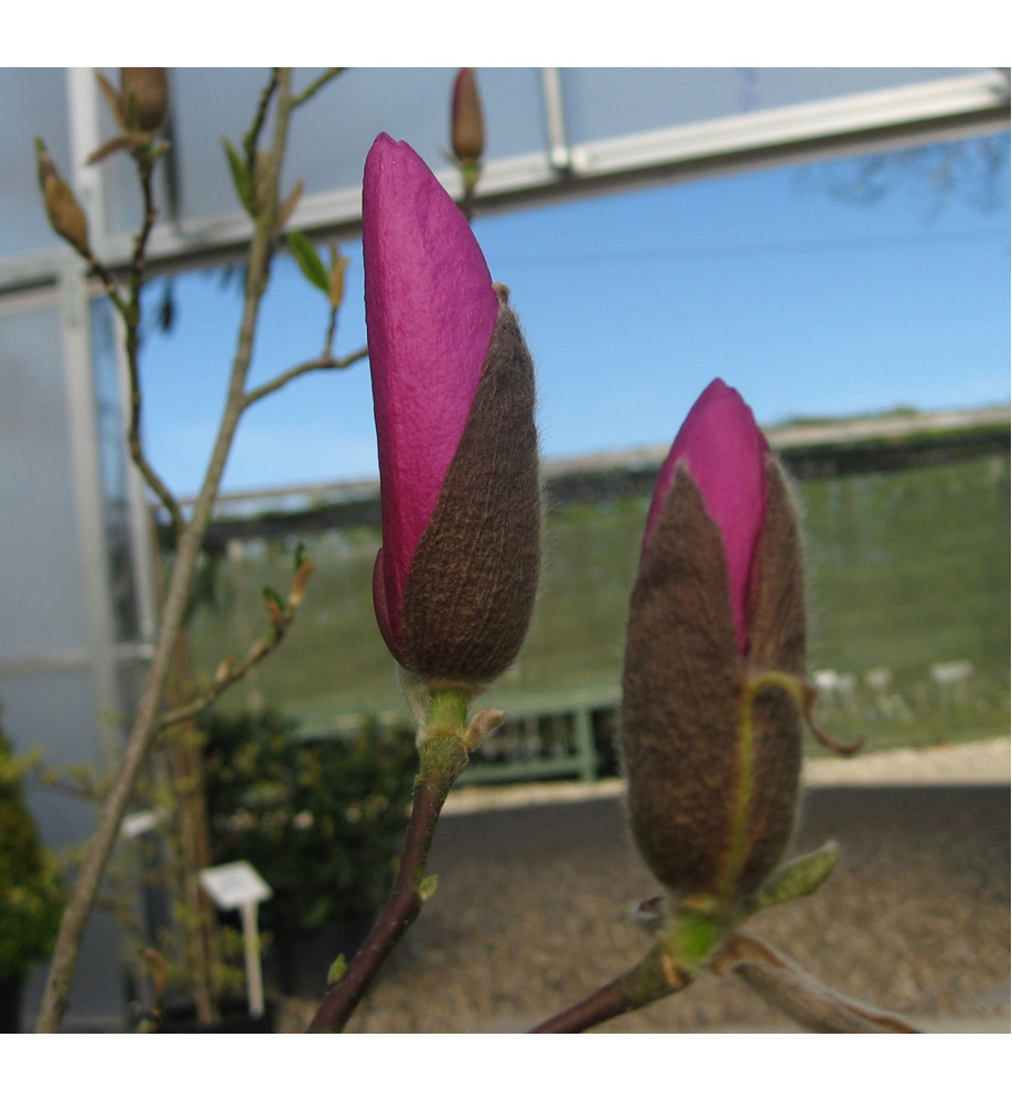 Magnolia liliflora Nigra (15lt) Magnolia liliflora Nigra (15lt)