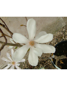 Magnolia x loebneri Merrill (3lt) Magnolia x loebneri Merrill (3lt)