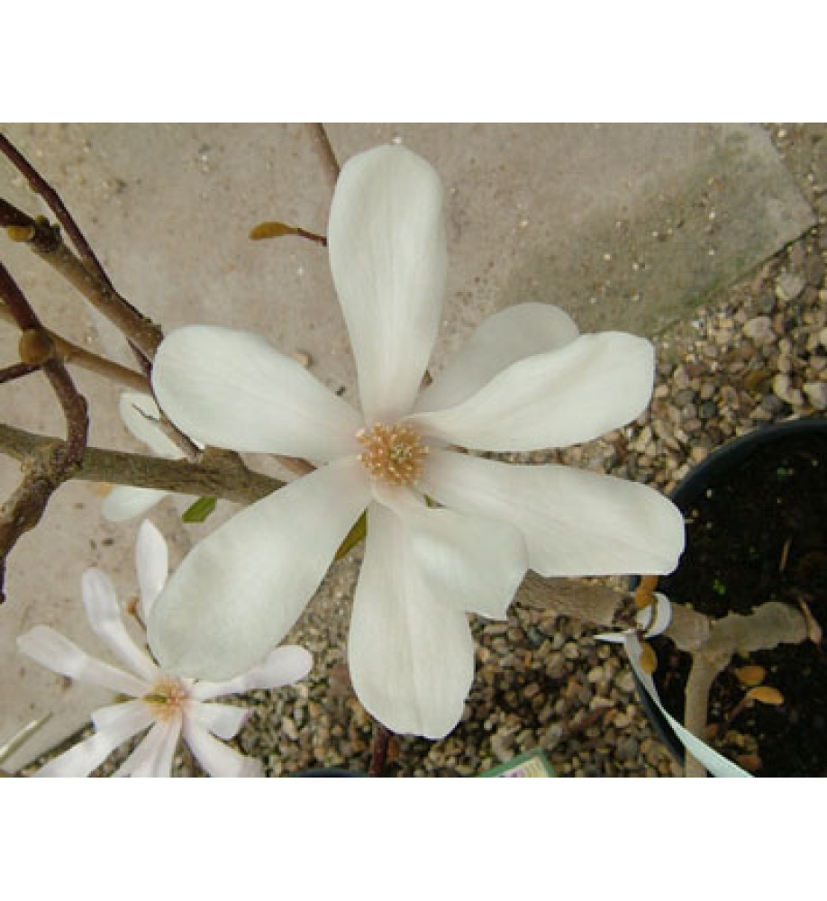 Magnolia x loebneri Merrill (3lt)