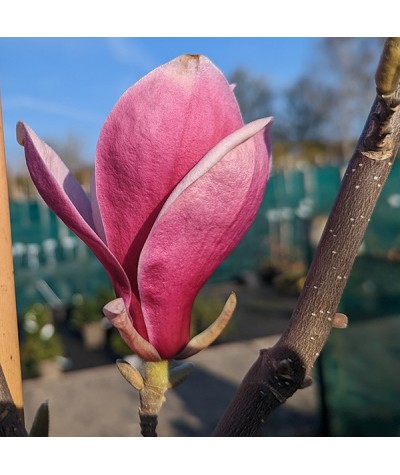 Magnolia March-till-Frost (12lt)