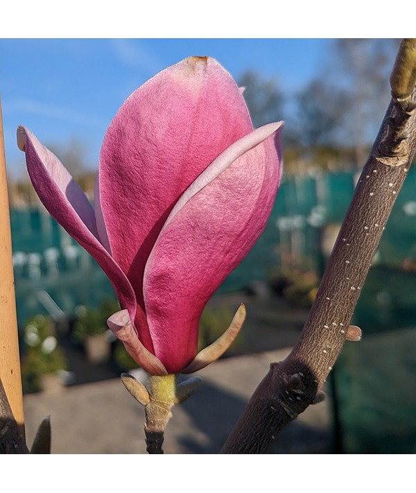 Magnolia March-till-Frost (20lt)