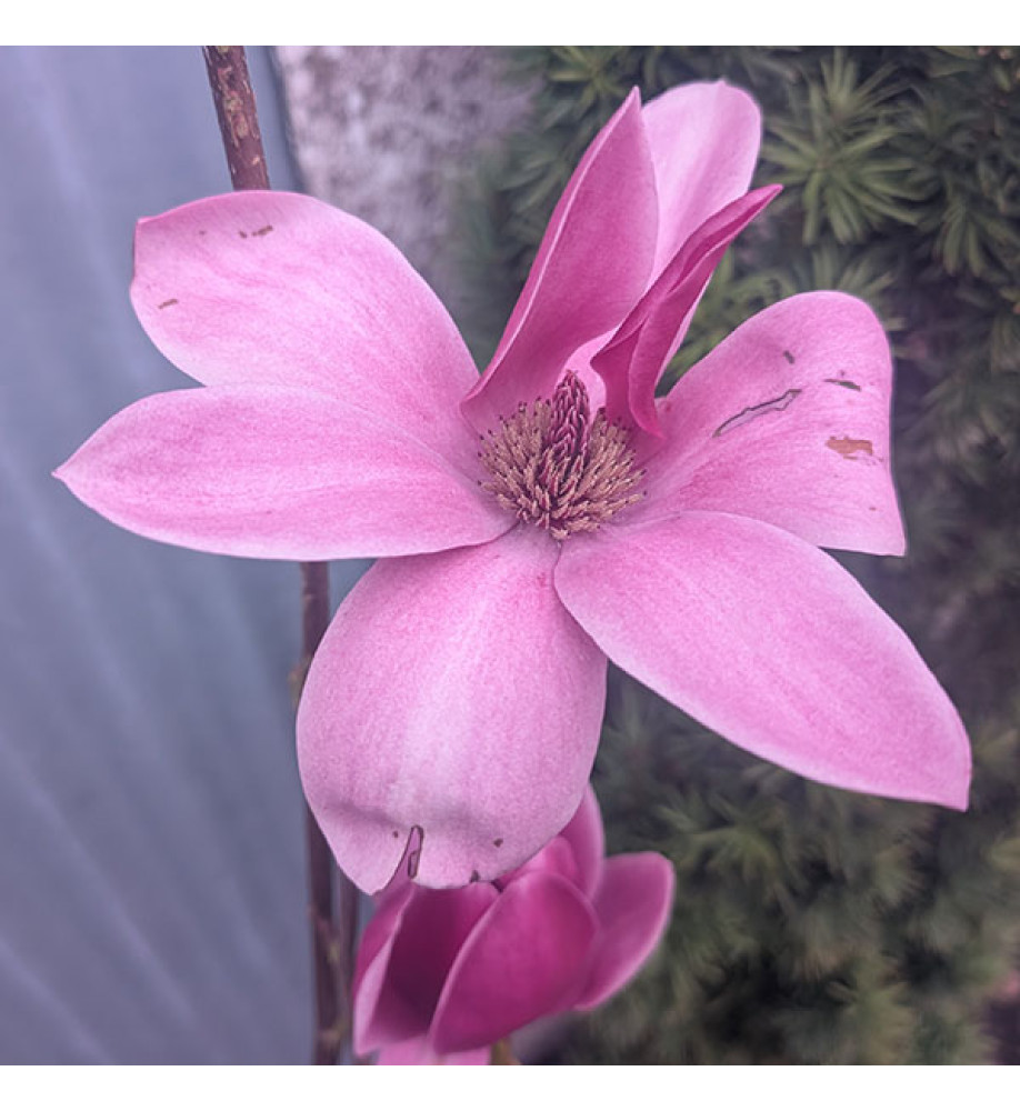 Magnolia Shirazz ('Vulden') (12lt) Magnolia Shirazz ('Vulden') (12lt)