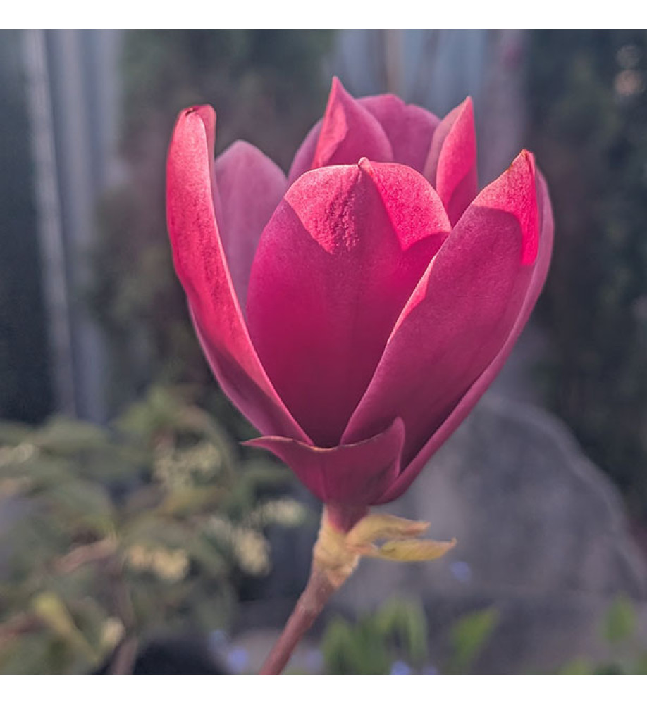 Magnolia Shirazz ('Vulden') (12lt) Magnolia Shirazz ('Vulden') (12lt)