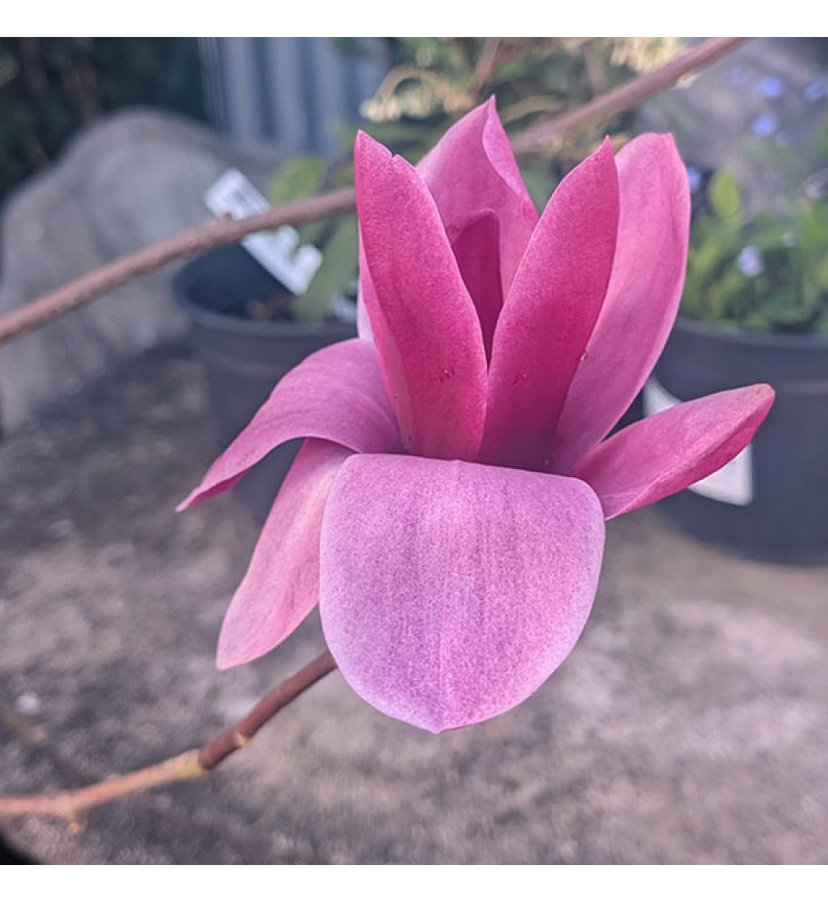 Magnolia Shirazz ('Vulden') (12lt) Magnolia Shirazz ('Vulden') (12lt)