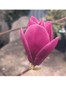 Magnolia Shirazz ('Vulden') (12lt)