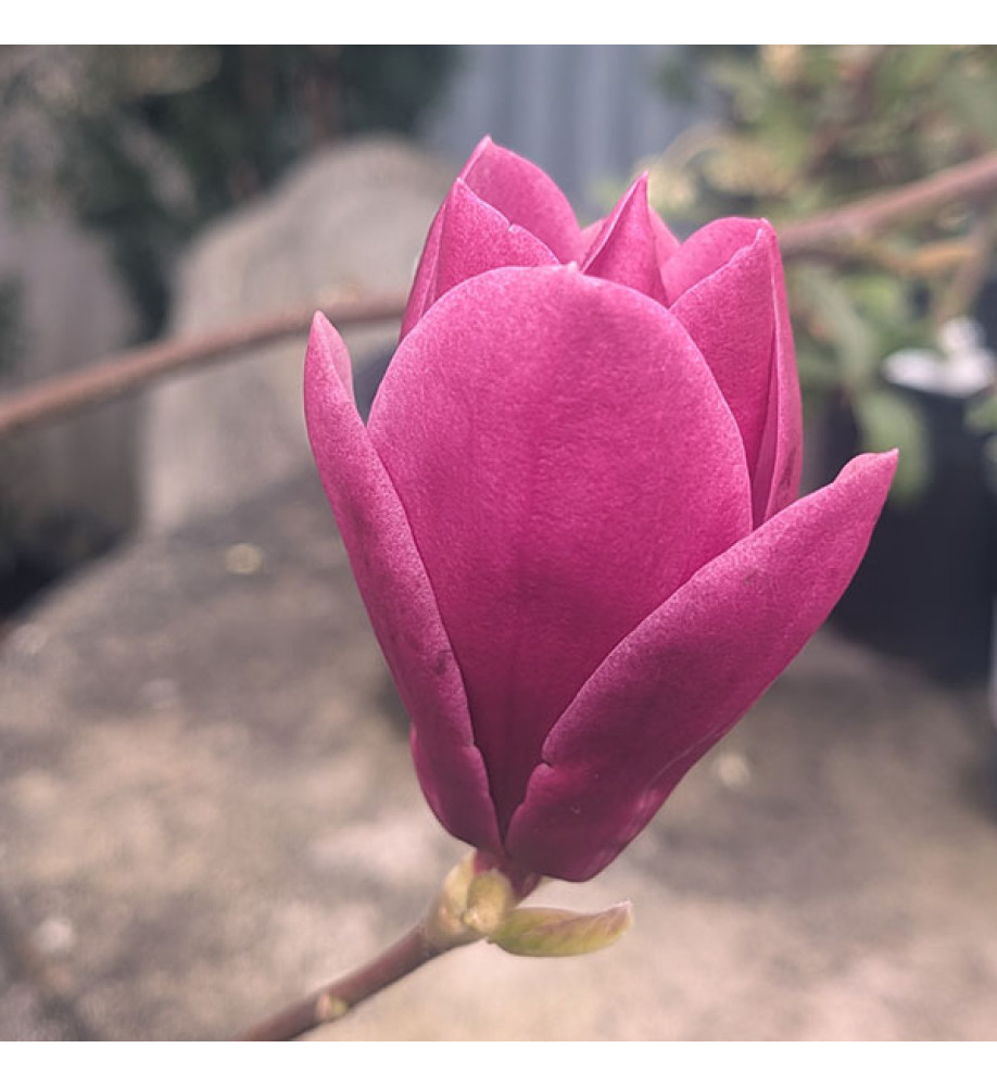 Magnolia Shirazz ('Vulden') (12lt)
