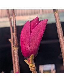 Magnolia Shirazz ('Vulden') (12lt)