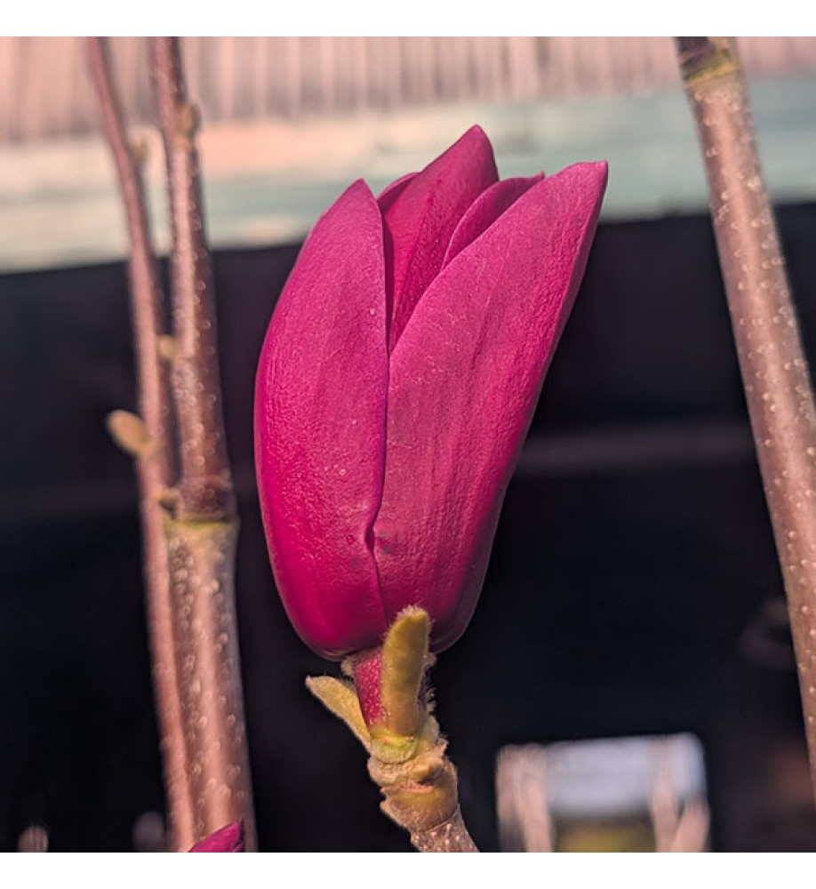 Magnolia Shirazz ('Vulden') (12lt) Magnolia Shirazz ('Vulden') (12lt)