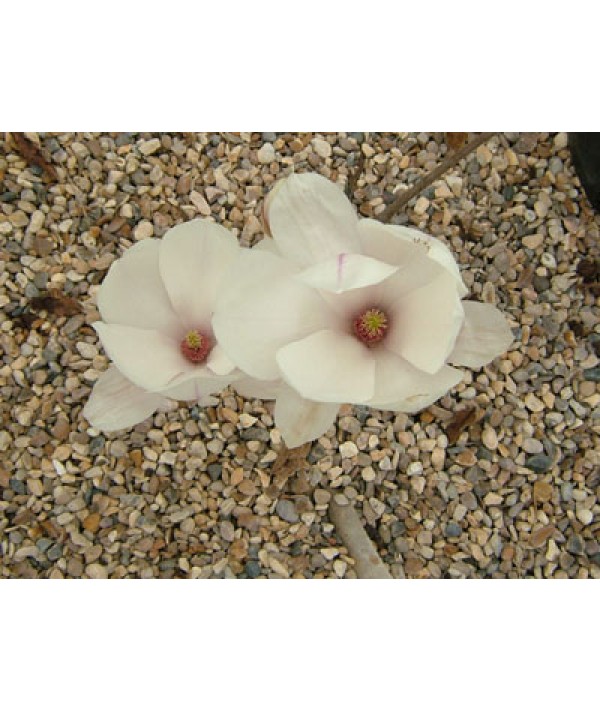 Magnolia x soulangeana (4lt)