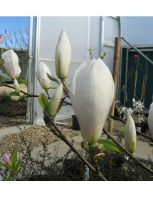 Magnolia x soulangeana Alba Superba (15lt)