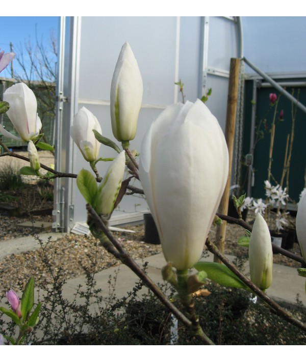 Magnolia x soulangeana Alba Superba (7.5lt)