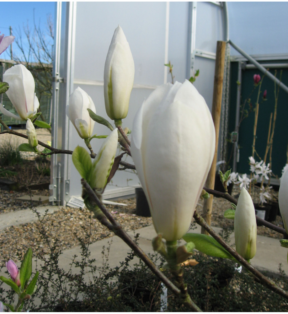 Magnolia x soulangeana Alba Superba (15lt)