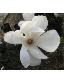Magnolia x soulangeana Alba Superba (15lt)