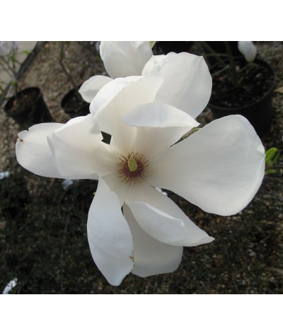 Magnolia x soulangeana Alba Superba (7.5lt)