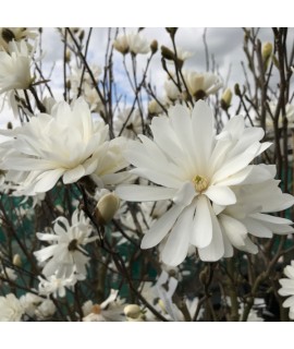Magnolia stellata (12lt)