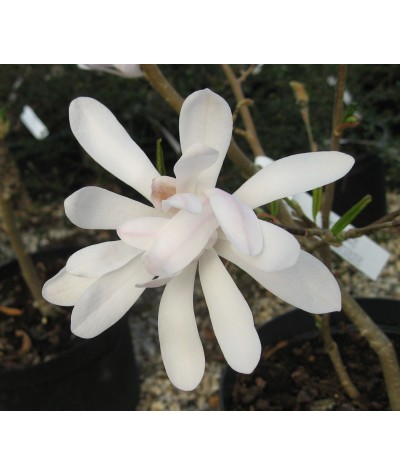 Magnolia stellata Royal Star (17.5lt)