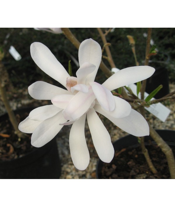 Magnolia stellata Royal Star (15lt)