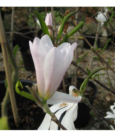 Magnolia stellata Royal Star (15lt)