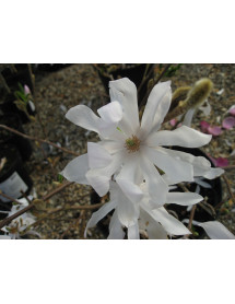 Magnolia stellata Waterlily (10lt)