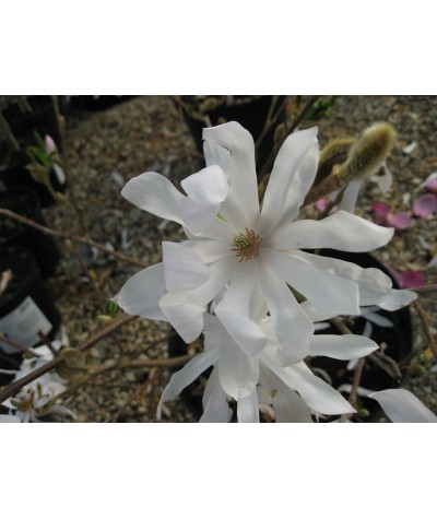 Magnolia stellata Waterlily (4lt)