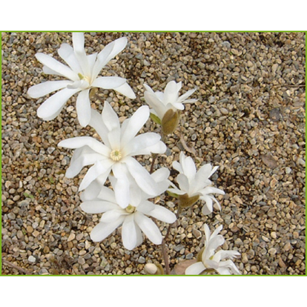 Magnolia stellata Waterlily (10lt)
