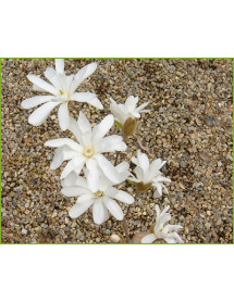 Magnolia stellata Waterlily (10lt)