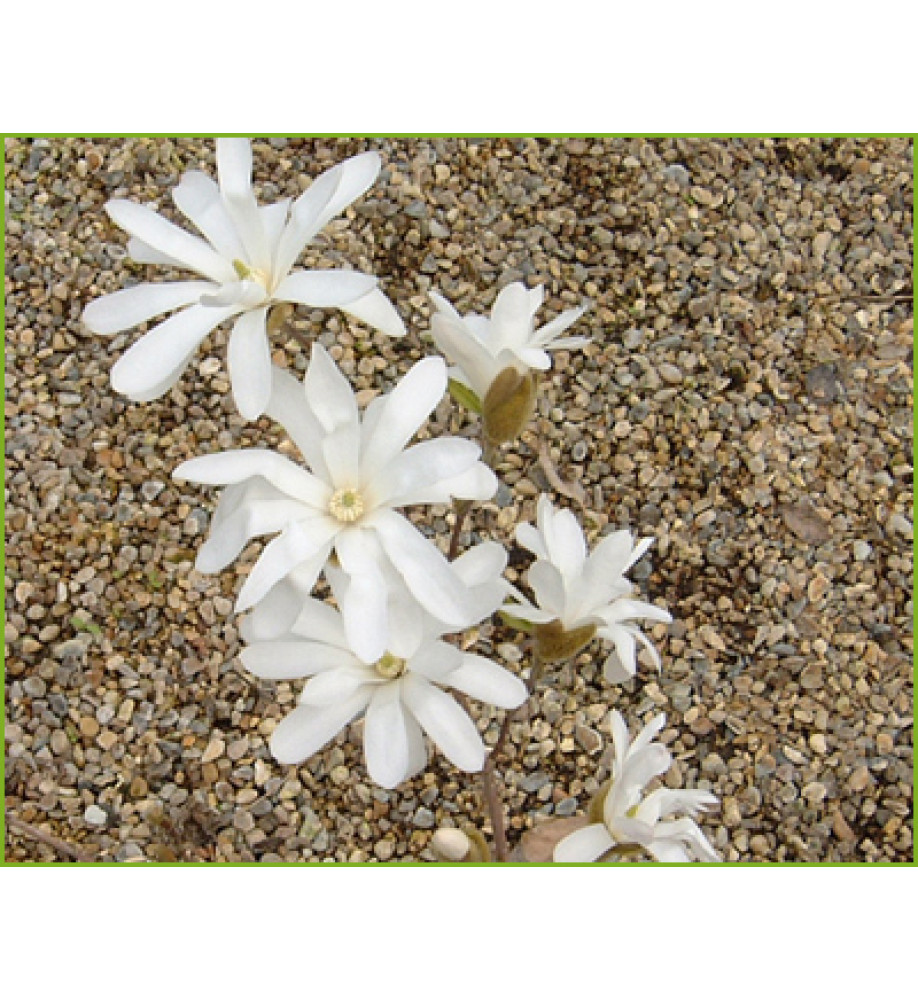 Magnolia stellata Waterlily (10lt)