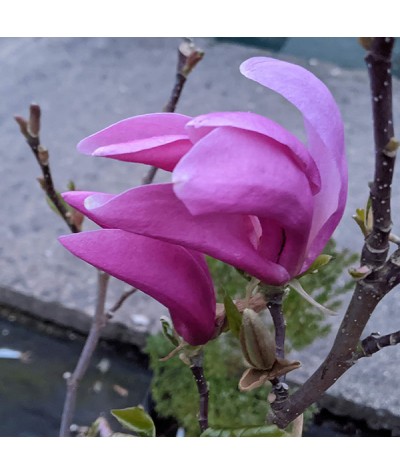 Magnolia Susan (3lt)