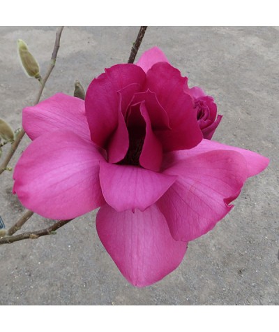 Magnolia Vulcan (10lt)