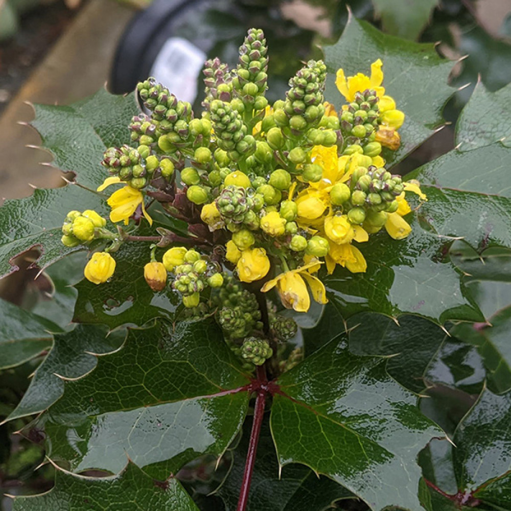 Mahonia aquifolium Apollo (4 and 5lt)