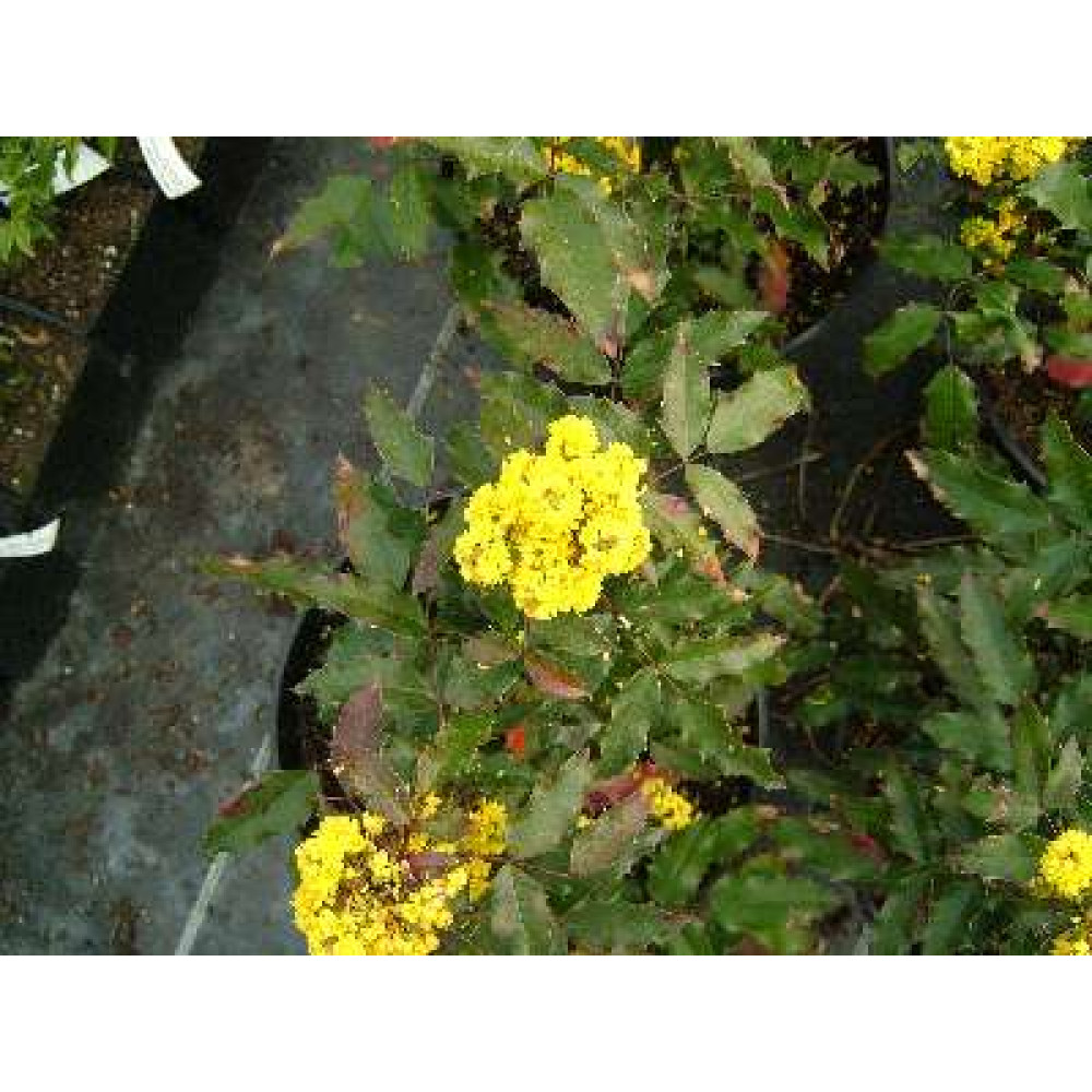 Mahonia aquifolium Atropurpurea (7.5lt)