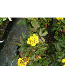 Mahonia aquifolium Atropurpurea (7.5lt)