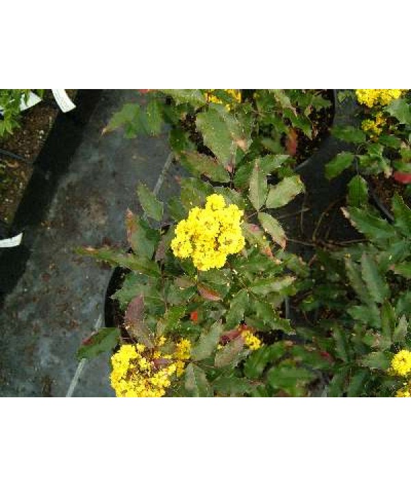 Mahonia aquifolium Atropurpurea (3lt) Mahonia aquifolium Atropurpurea (3lt)