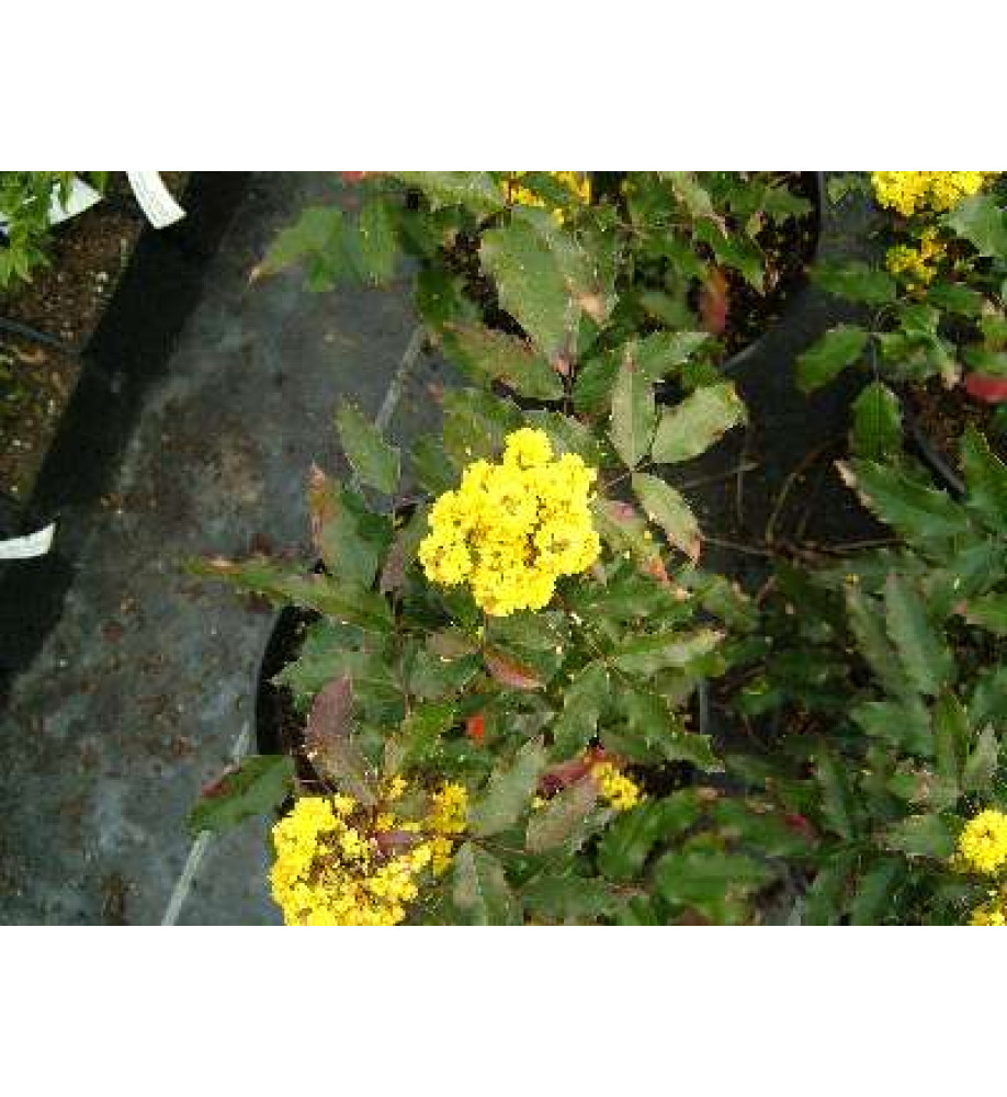 Mahonia aquifolium Atropurpurea (7.5lt)