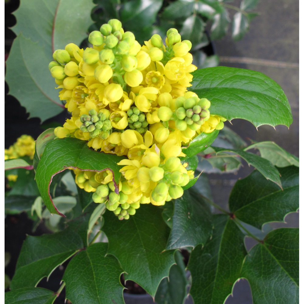 Mahonia aquifolium Smaragd (10lt)