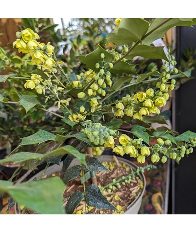 Mahonia japonica Bealei Group (4lt)